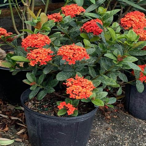 ixona|Dwarf Ixora and Maui Ixora